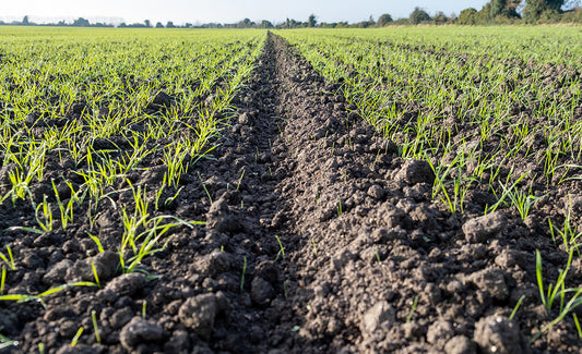 Banish black-grass with better drainage - Cotterills