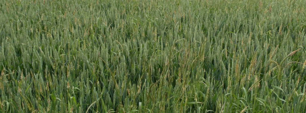 The best strategy for banishing black grass & maximising yields