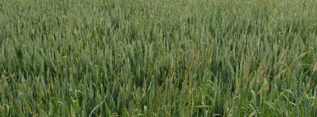 The Best Strategy for Banishing Black Grass & Maximising Yields