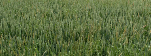 The Best Strategy for Banishing Black Grass & Maximising Yields