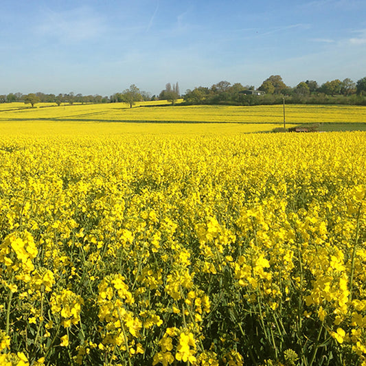 No more hunger: How to feed everyone on Earth with just the land we have