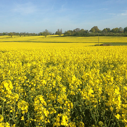 No More Hunger: How to Feed Everyone on Earth with Just the Land we Have