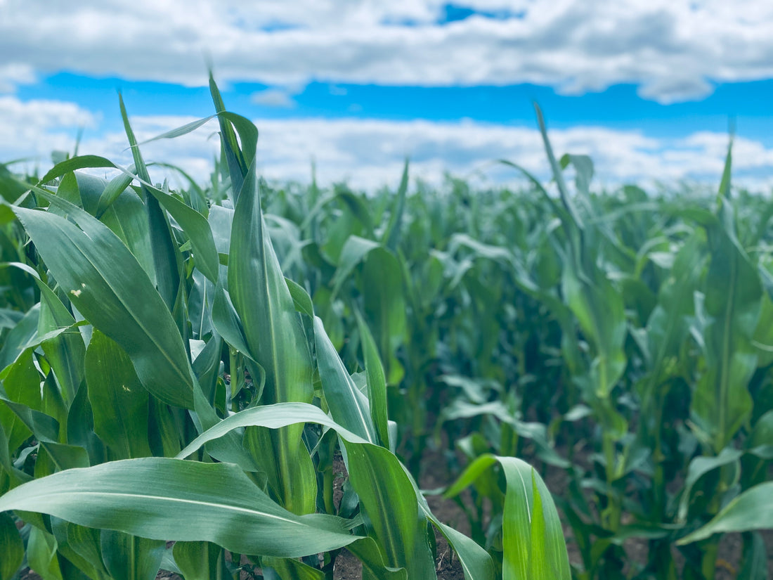 How Farmers Are Minimising the Impact of Extreme Weather