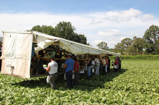 Direct Sewage Pump For Salad Grower - Cotterills