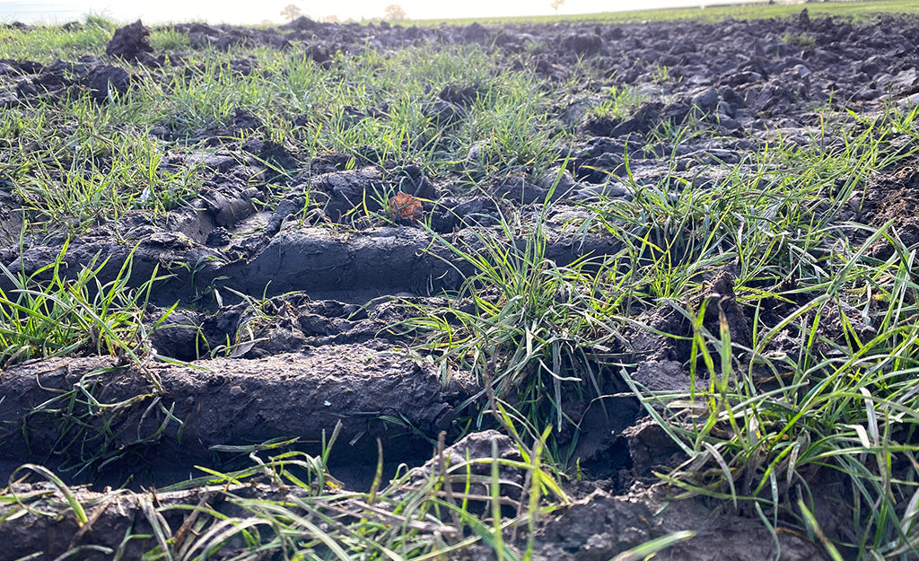 Why it’s important to celebrate World Soil Day? - Cotterills