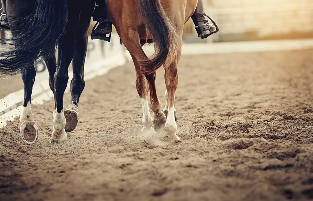 Horse arena