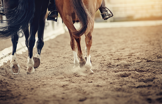 What costs need to be considered when building a horse arena?